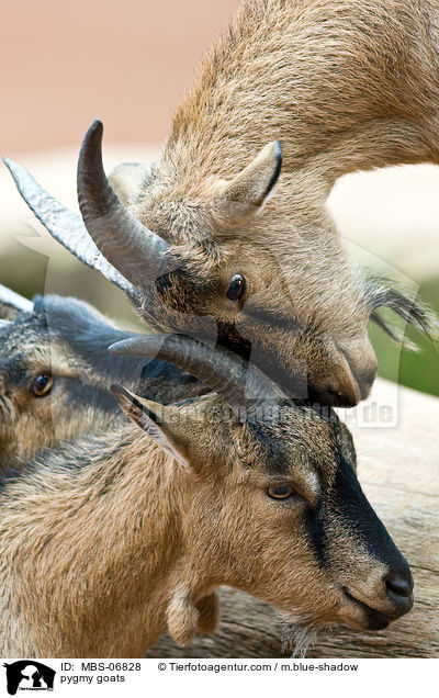 pygmy goats / MBS-06828