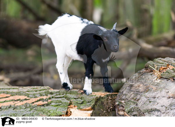 pygmy goat / MBS-06830