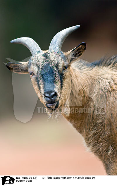 pygmy goat / MBS-06831