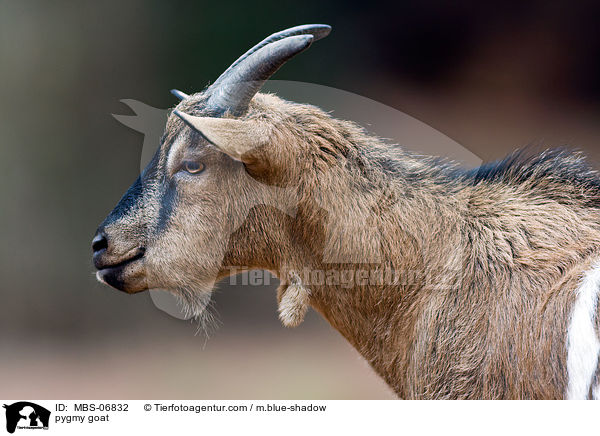 pygmy goat / MBS-06832