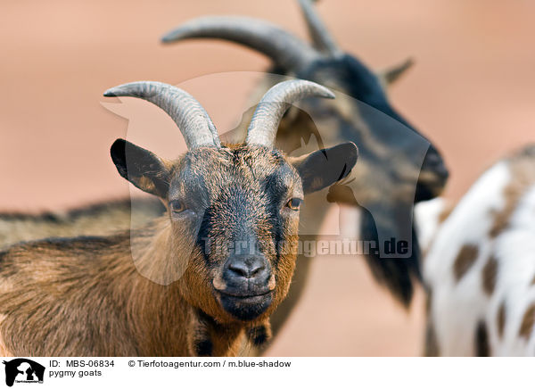 pygmy goats / MBS-06834