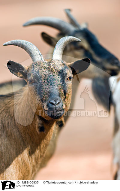 pygmy goats / MBS-06835