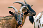 pygmy goats