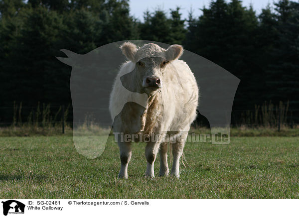 White Galloway / SG-02461