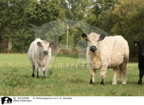 White Galloways / White Galloways / SG-02466