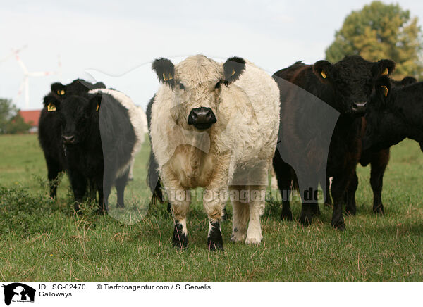 Galloways / SG-02470