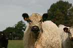 White Galloway