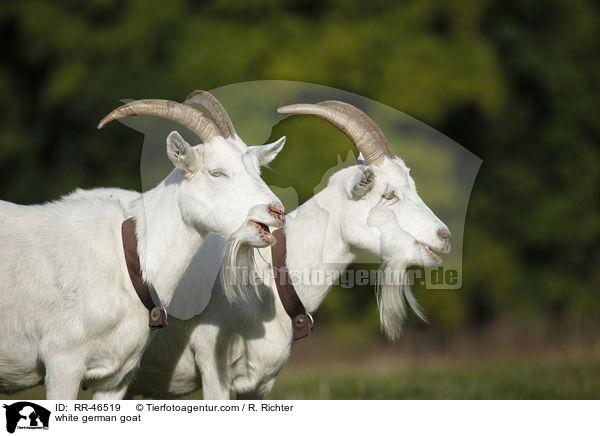 Weie Deutsche Edelziege / white german goat / RR-46519