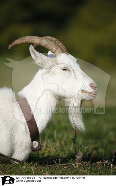 Weie Deutsche Edelziege / white german goat / RR-46528