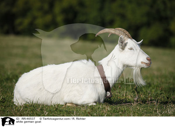 white german goat / RR-46537