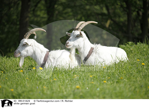 Weie Deutsche Edelziege / white german goat / RR-51829