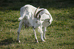 white german goat