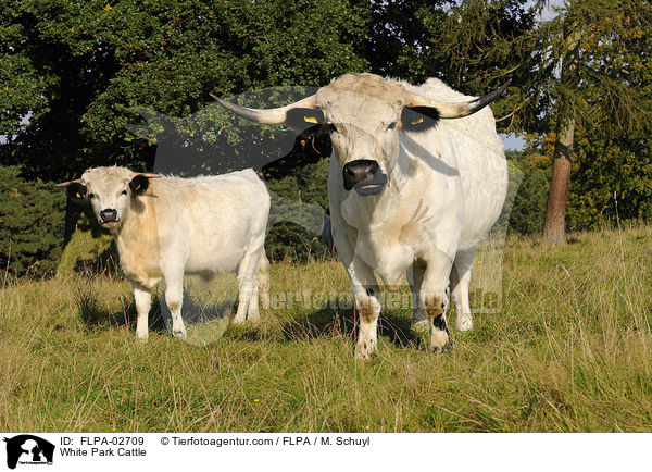 White Park Cattle / FLPA-02709