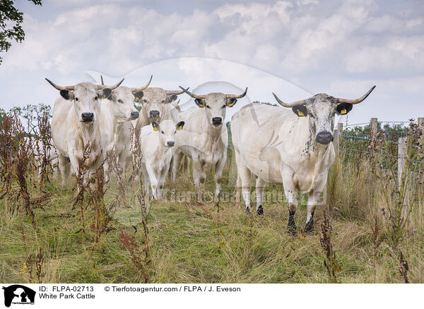 White Park Cattle / FLPA-02713