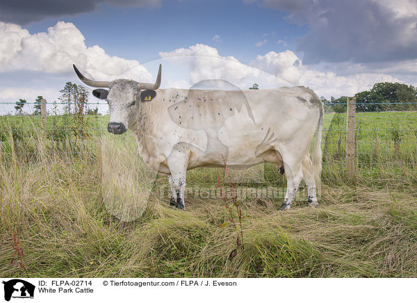 Weies Parkrind / White Park Cattle / FLPA-02714