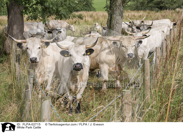 Weie Parkrinder / White Park Cattle / FLPA-02715