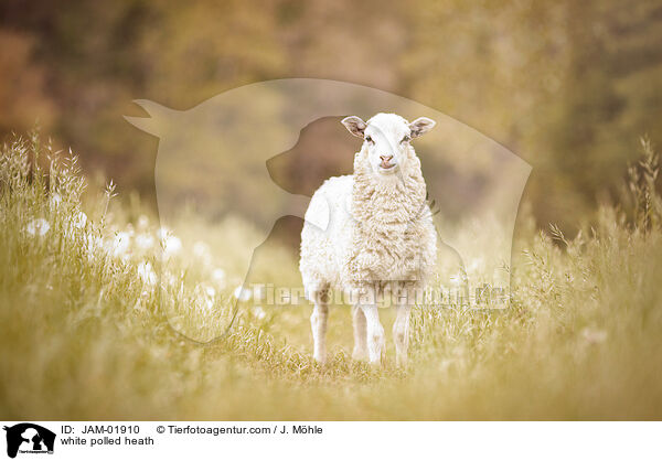 Moorschnucke / white polled heath / JAM-01910