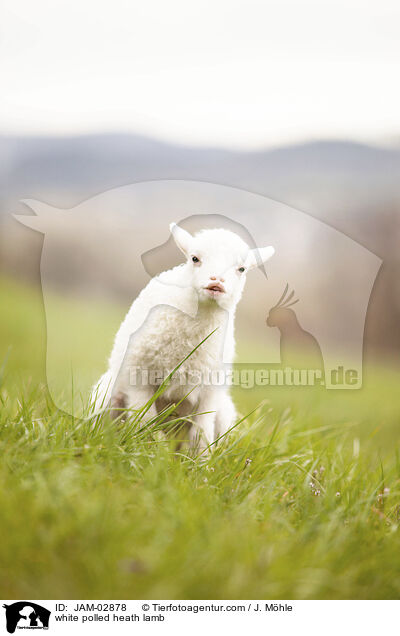 Moorschnucke Lamm / white polled heath lamb / JAM-02878