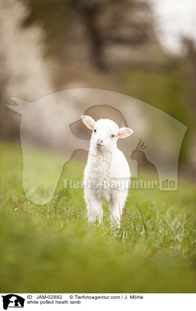 Moorschnucke Lamm / white polled heath lamb / JAM-02882