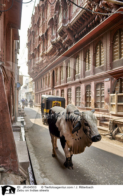 Zebu on Indias streets / JR-04503