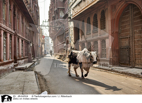 Zebu on Indias streets / JR-04504