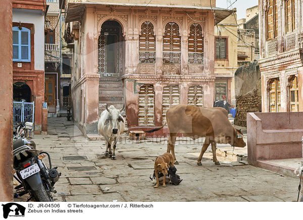 Zebus on Indias streets / JR-04506