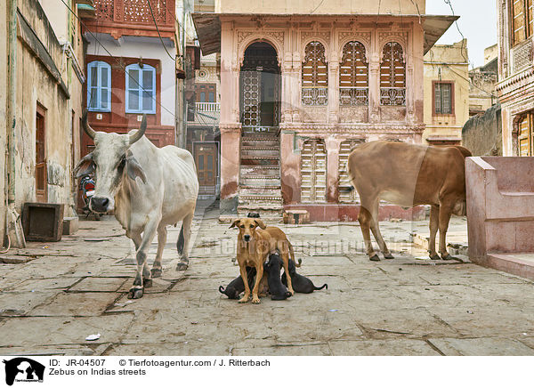 Zebus auf Indiens Straen / Zebus on Indias streets / JR-04507