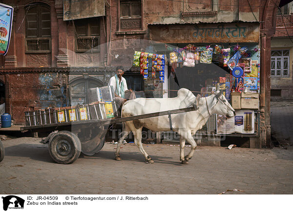 Zebu auf Indiens Straen / Zebu on Indias streets / JR-04509