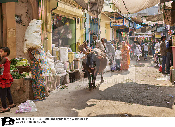 Zebu auf Indiens Straen / Zebu on Indias streets / JR-04510