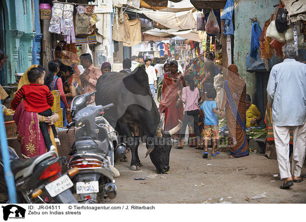Zebu auf Indiens Straen / Zebu on Indias streets / JR-04511