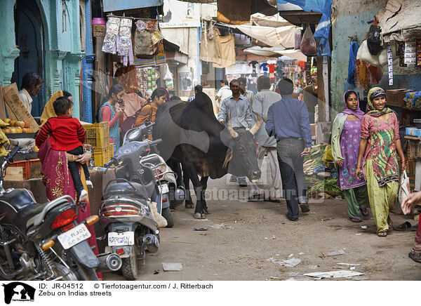 Zebu auf Indiens Straen / Zebu on Indias streets / JR-04512