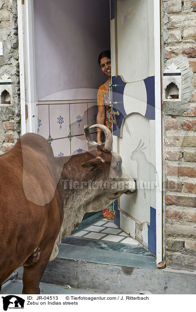 Zebu auf Indiens Straen / Zebu on Indias streets / JR-04513