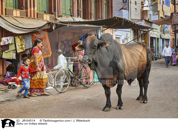 Zebu auf Indiens Straen / Zebu on Indias streets / JR-04514