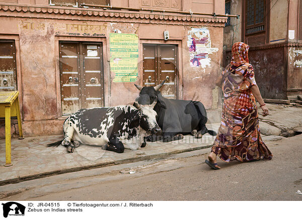 Zebus auf Indiens Straen / Zebus on Indias streets / JR-04515