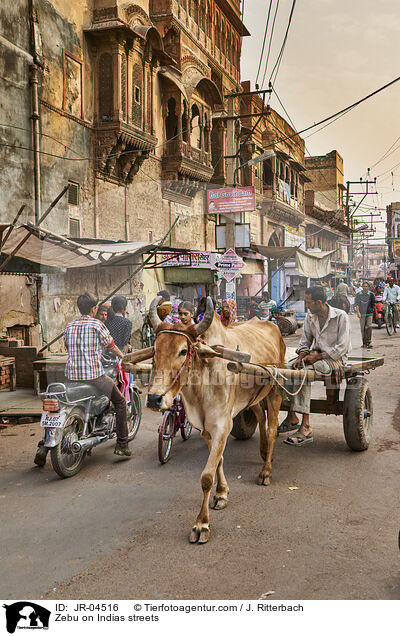 Zebu auf Indiens Straen / Zebu on Indias streets / JR-04516