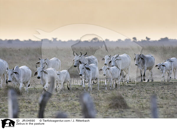 Zebus in the pasture / JR-04690