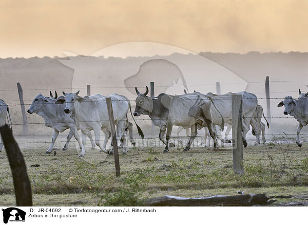 Zebus auf der Weide / Zebus in the pasture / JR-04692