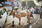 Zebu on Indias streets