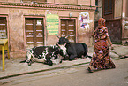 Zebus on Indias streets