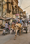 Zebu on Indias streets