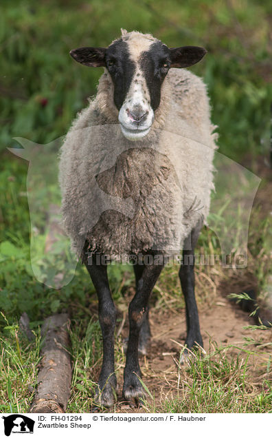 Zwartbles Schaf / Zwartbles Sheep / FH-01294