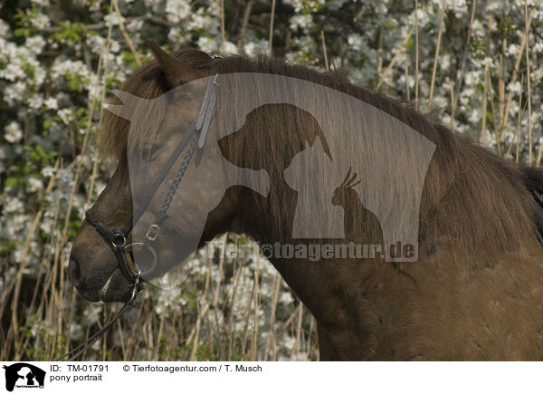 pony portrait / TM-01791