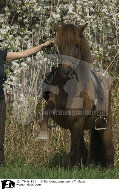 Frau reitet Aegidienberger / woman rides pony / TM-01801