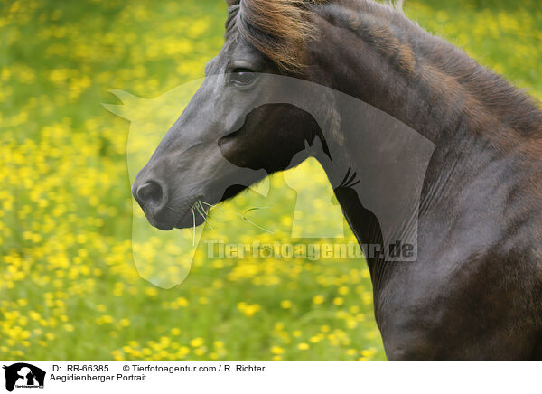 Aegidienberger Portrait / RR-66385