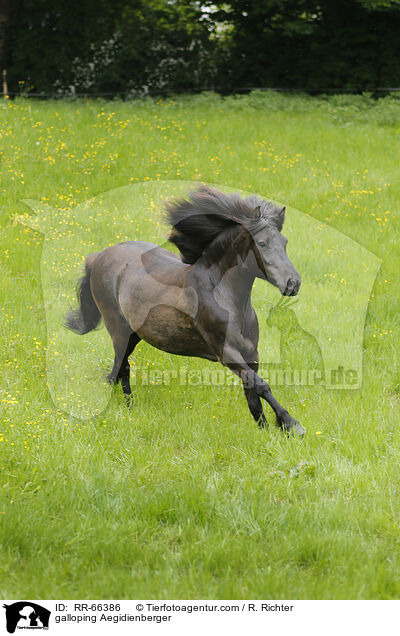 galoppierender Aegidienberger / galloping Aegidienberger / RR-66386