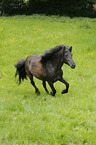 galloping Aegidienberger