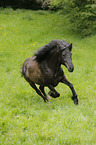 galloping Aegidienberger