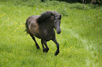 galloping Aegidienberger