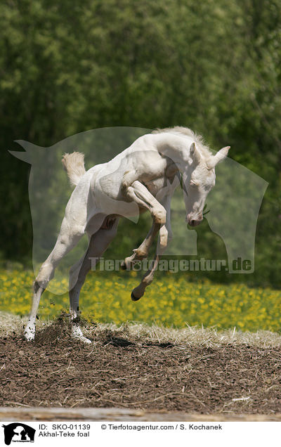 Akhal-Teke foal / SKO-01139