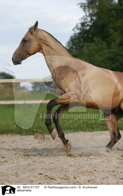 Achal Tekkiner / akhal-teke / SKO-01157